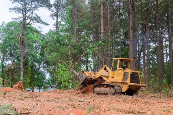 Cost of Forestry Clearing in Shingle Springs