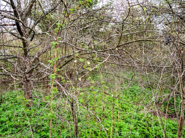 Cost of Underbrush Clearing in Shingle Springs