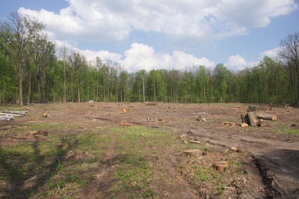 Cost of Pasture Clearing in Shingle Springs
