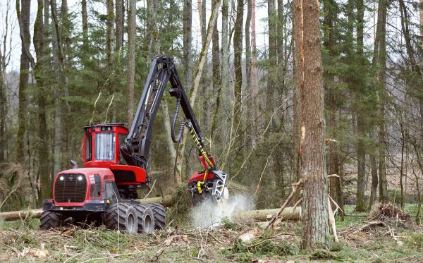Cost of Forest Clearance Service in Shingle Springs