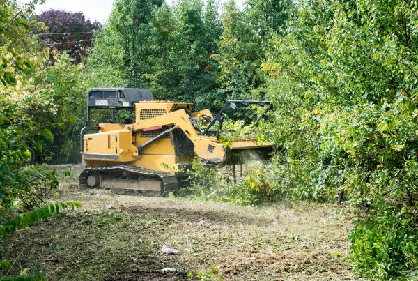 Cost of Pathway Clearing in Shingle Springs